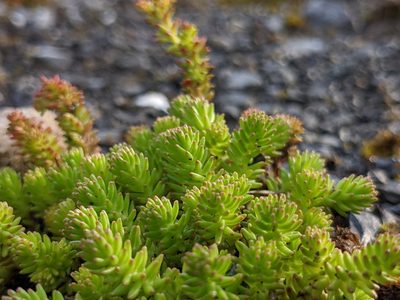 Sedum sexangulare, photographed by Attila Oláh