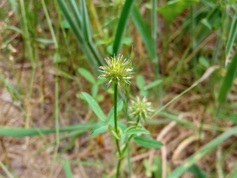 Trifolium strictum, photographed by Josep Gesti