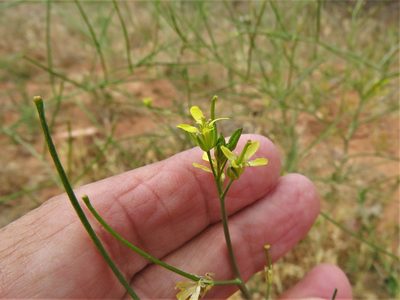 Sisymbrium altissimum, photographed by Annika Lindqvist