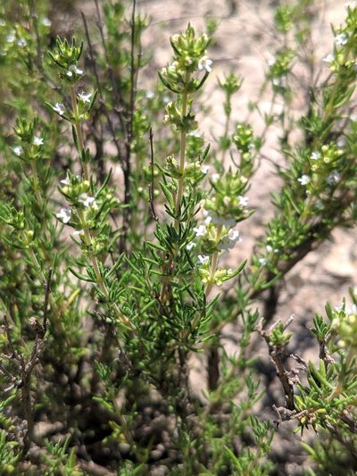 Thymus zygis, photographed by Denys Vynokurov