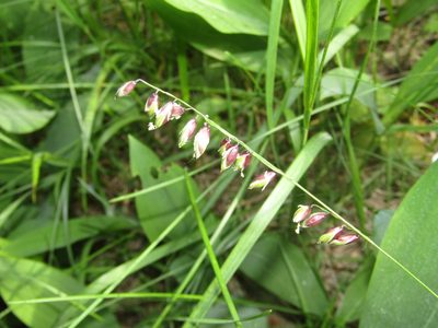 Melica nutans, photographed by snaily_naily