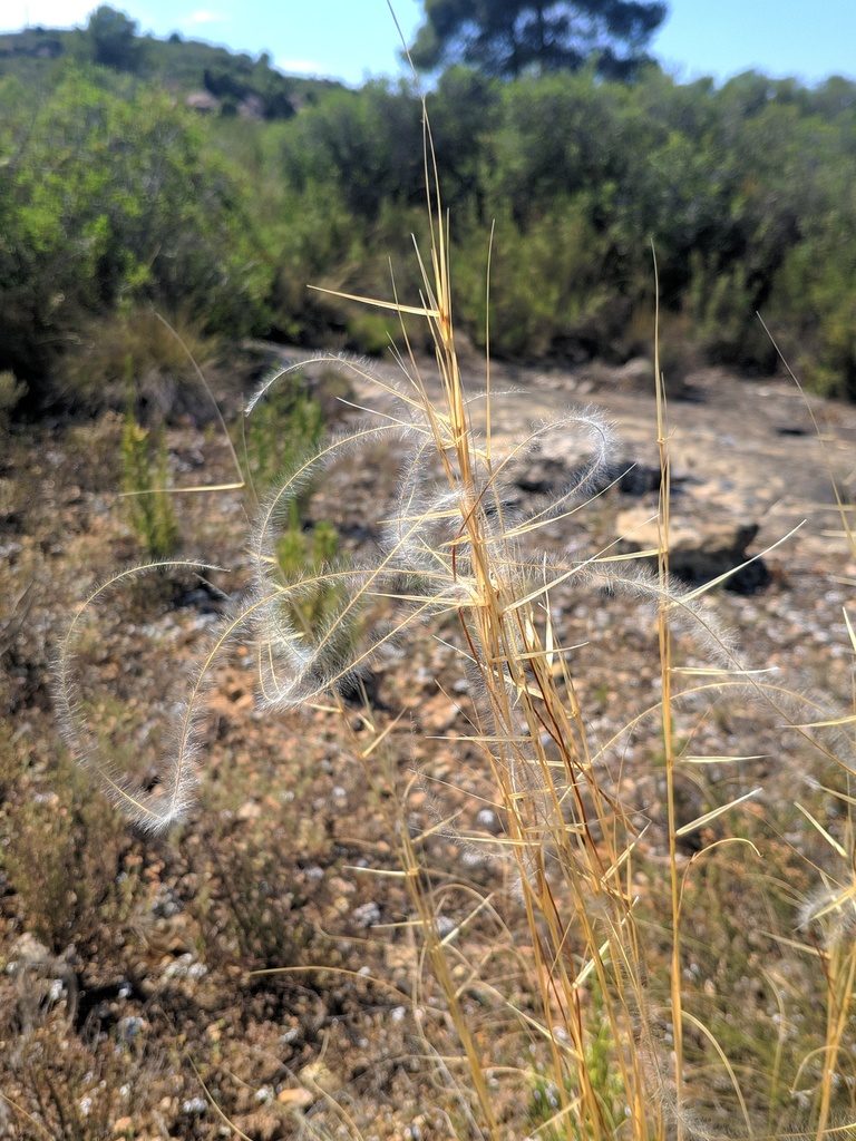Stipa iberica, photographed by Denys Vynokurov