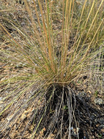 Stipa iberica, photographed by Denys Vynokurov