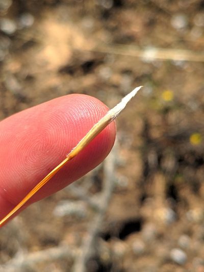 Stipa iberica, photographed by Denys Vynokurov