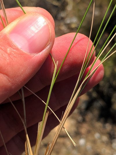Stipa iberica, photographed by Denys Vynokurov