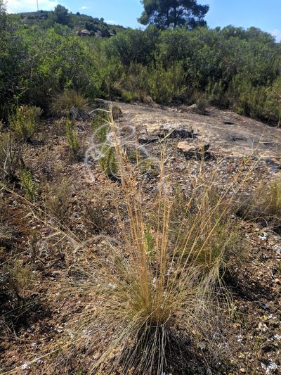 Stipa iberica, photographed by Denys Vynokurov