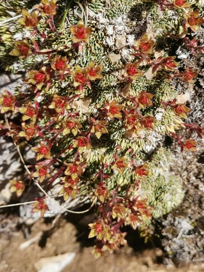Saxifraga burseriana, photographed by Ljaž