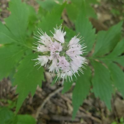 Hydrophyllum virginianum, photographed by Jess Draws