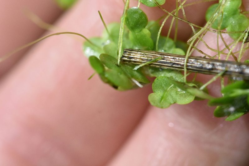 Lemna minor, photographed by Марина Садыкова