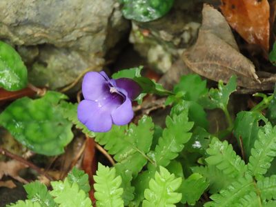 Torenia concolor, photographed by chiuluan