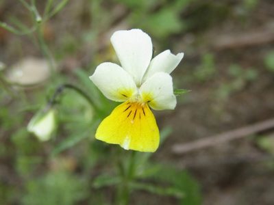 Viola arvensis, photographed by snaily_naily