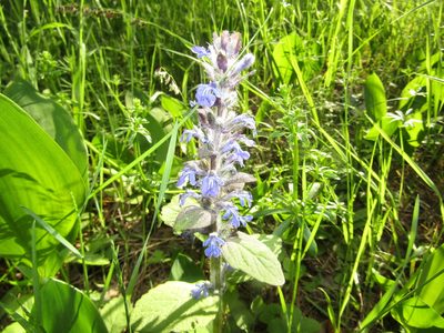 Ajuga reptans, photographed by snaily_naily