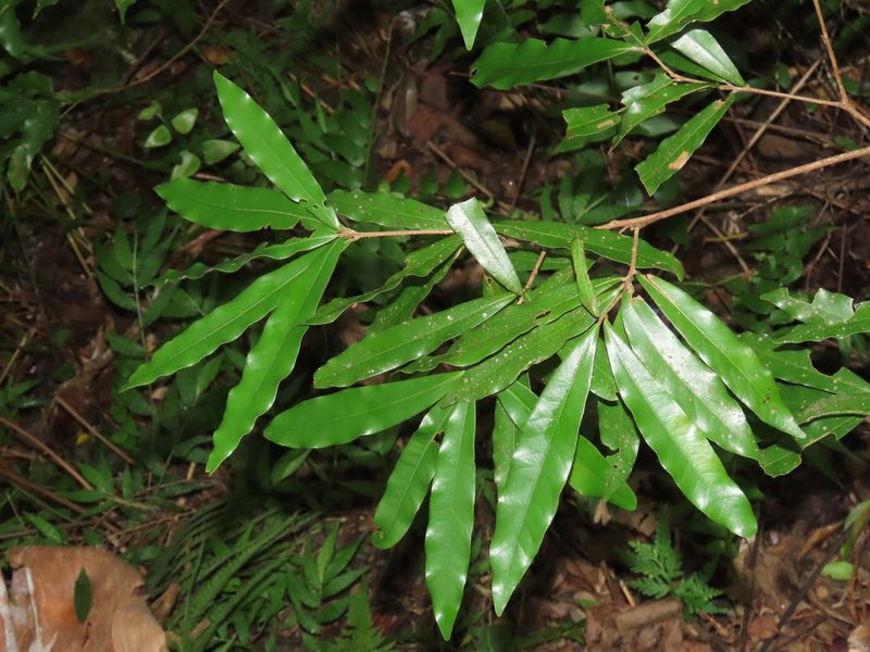 Litsea hypophaea, photographed by chiuluan