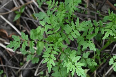 Cardamine impatiens, photographed by Марина Садыкова