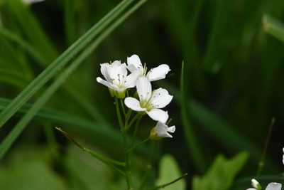 Cardamine amara, photographed by Марина Садыкова