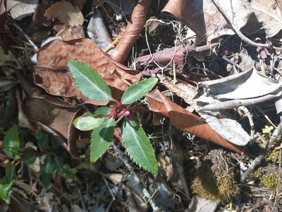 Chimaphila menziesii, photographed by Drew Meyer