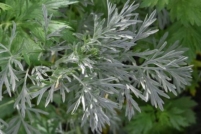 Artemisia absinthium, photographed by Марина Садыкова