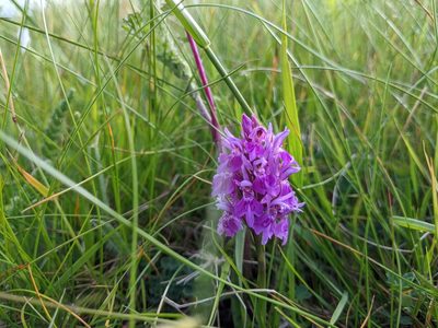 Dactylorhiza maculata, photographed by lukeromaine