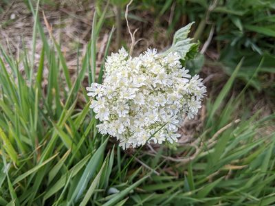 Heracleum sphondylium, photographed by lukeromaine