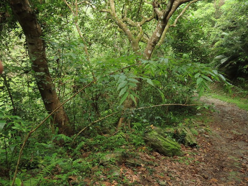 Aphananthe aspera, photographed by chiuluan