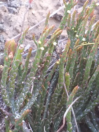 Thesium flexuosum, photographed by kevin koen