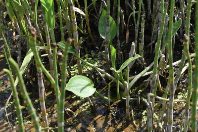 Alisma plantago-aquatica, photographed by Марина Садыкова