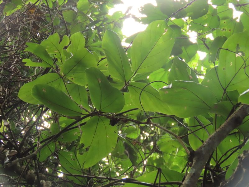 Mucuna macrocarpa, photographed by chiuluan