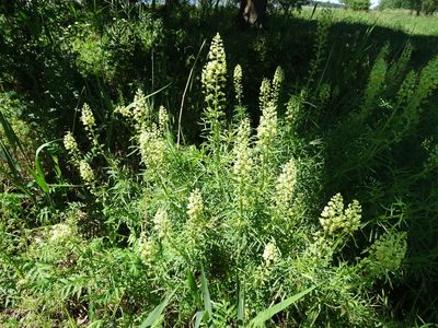 Reseda lutea, photographed by Grzegorz Grzejszczak