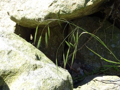 Bromus sterilis, photographed by Grzegorz Grzejszczak