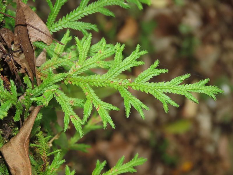 Selaginella repanda, photographed by chiuluan