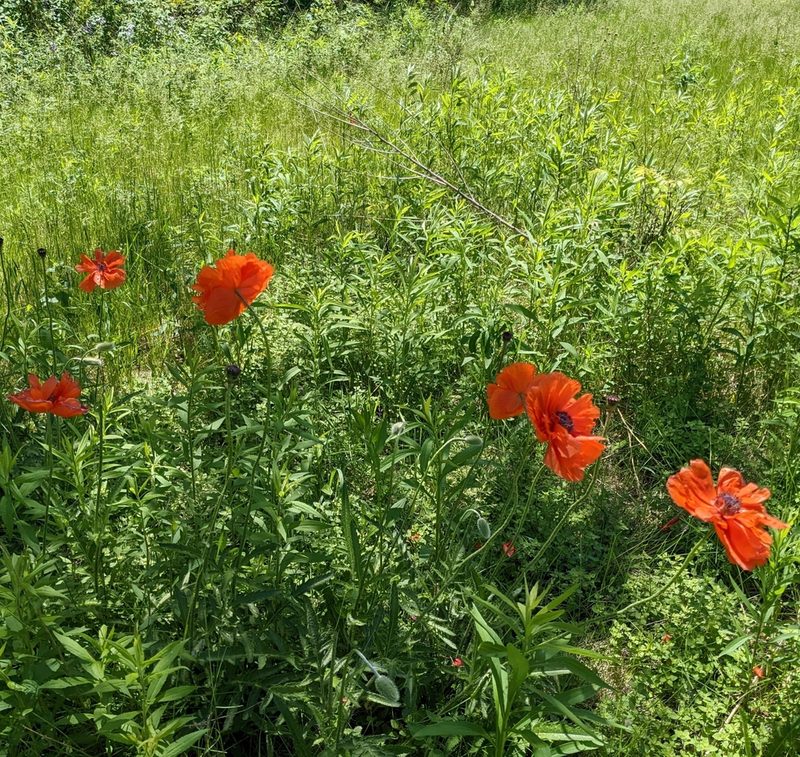 Papaver orientale, photographed by geenance