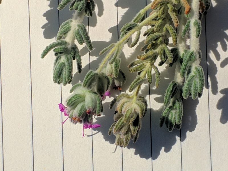 Teucrium gnaphalodes, photographed by Denys Vynokurov