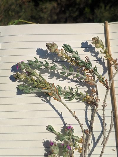Teucrium gnaphalodes, photographed by Denys Vynokurov