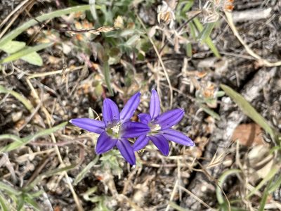 Brodiaea elegans, photographed by Roger Raiche