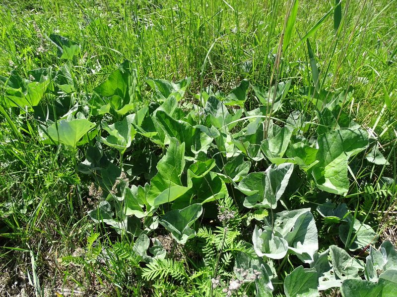 Petasites spurius, photographed by Grzegorz Grzejszczak