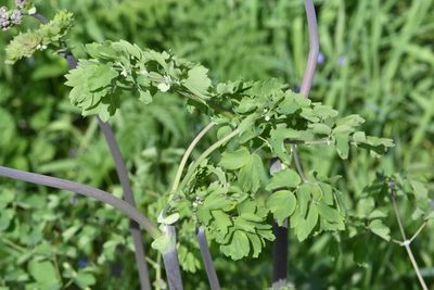 Thalictrum aquilegiifolium, photographed by Марина Садыкова