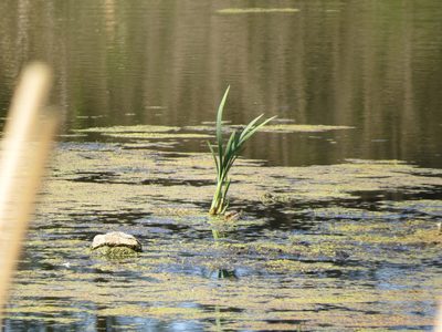 Typha latifolia, photographed by Дарья Орлова