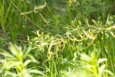 Salix triandra, photographed by Вячеслав Юсупов