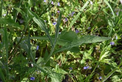 Centaurea jacea, photographed by Марина Садыкова