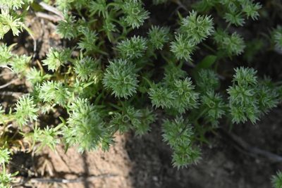 Scleranthus annuus, photographed by Марина Садыкова