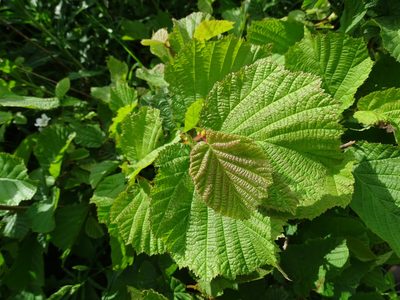 Corylus avellana, photographed by Zeke Marshall