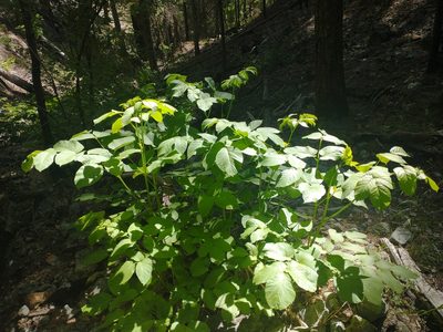 Aralia californica, photographed by Drew Meyer