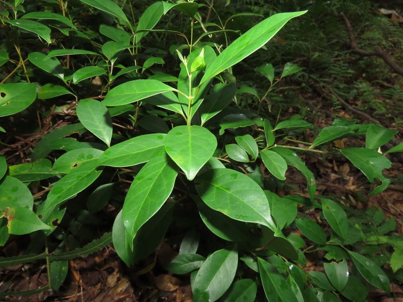 Urceola rosea, photographed by chiuluan