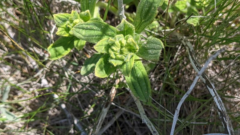 Lithospermum occidentale, photographed by Esben Kjaer