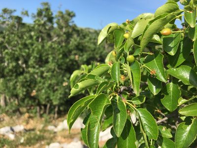 Prunus mahaleb, photographed by Mirko Ubović
