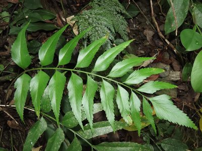 Asplenium falcatum, photographed by chiuluan