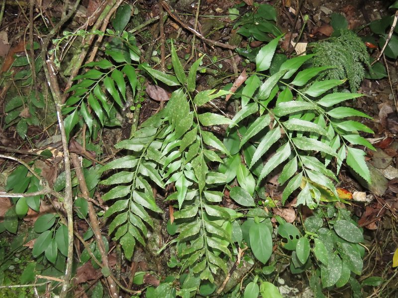 Asplenium falcatum, photographed by chiuluan