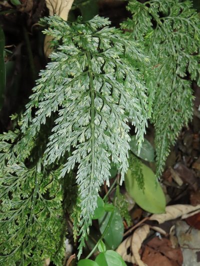 Asplenium ritoense, photographed by chiuluan