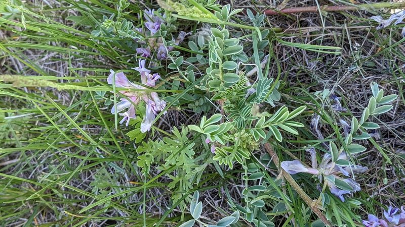 Astragalus crassicarpus, photographed by Esben Kjaer