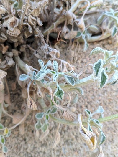 Marrubium supinum, photographed by Denys Vynokurov